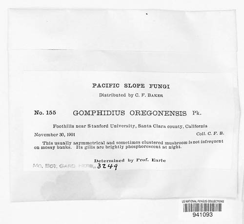 Gomphidius image